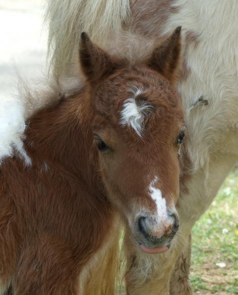 22089_new_foal_2_days_old_on_04112011_011.jpg