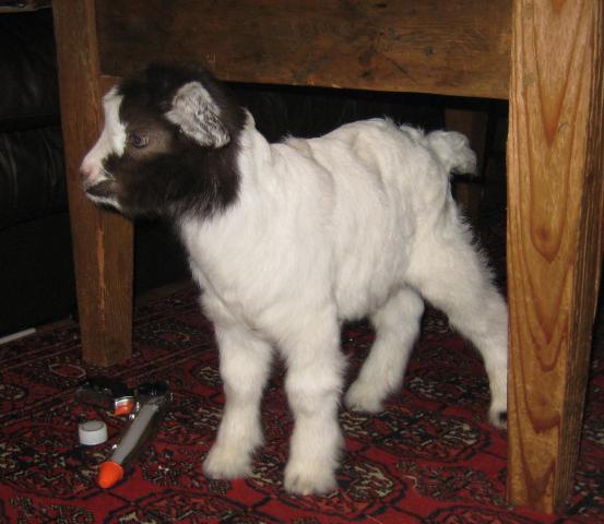 22091_new_goat_017.jpg