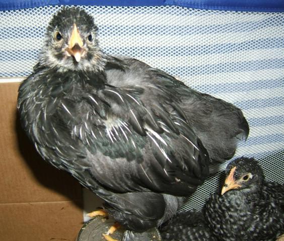 22112_chirp.jpg