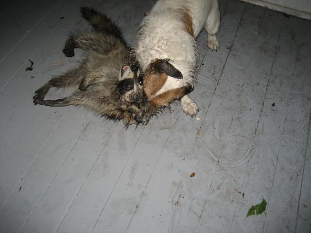 22131_coon_fight04.jpg