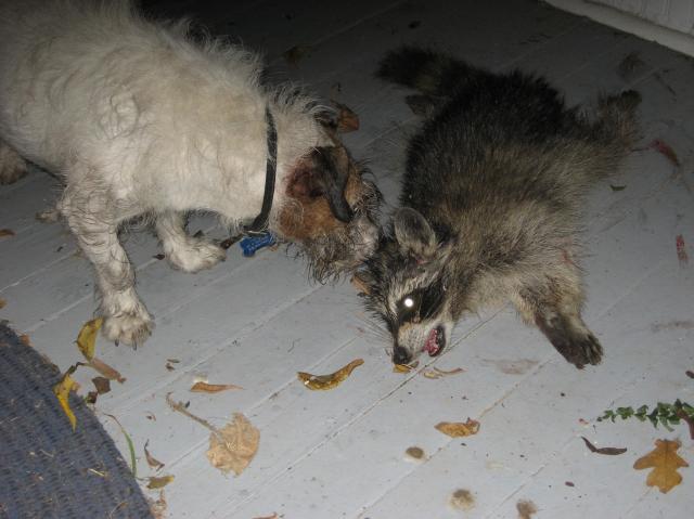 22131_coon_fight05.jpg