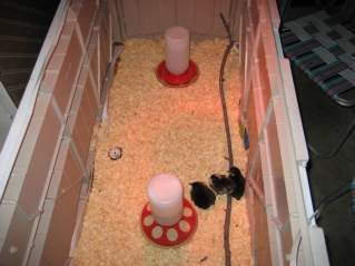 22131_deckbox_brooder_2008.jpg