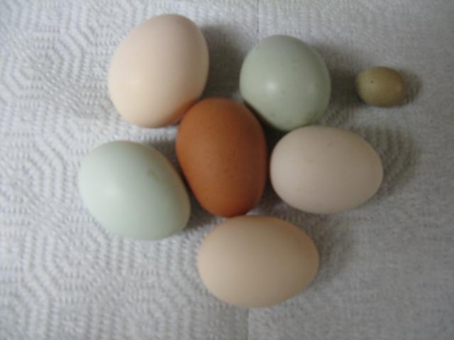 22131_eggs_006.jpg