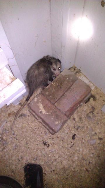 22131_possum_in_henhouse_8-17-11.jpg