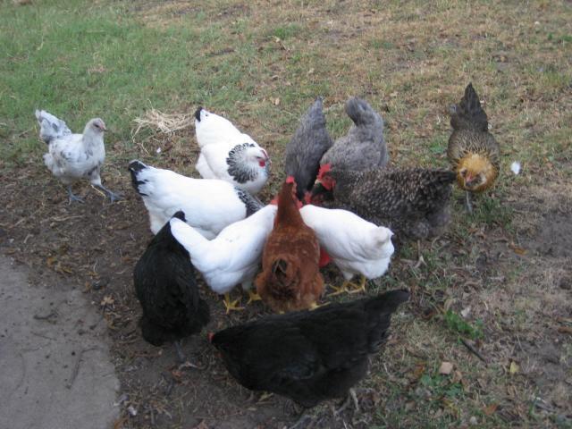 22131_various_005.jpg