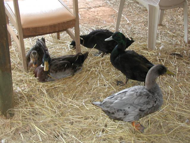 22156_ducks_7-11-09_010.jpg