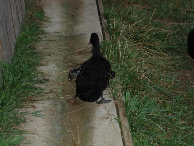 22156_picture_010.jpg