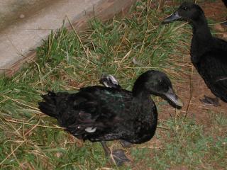 22156_picture_018.jpg