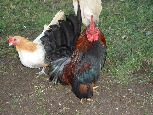 221_serama_hens_roo_6-09_001.jpg