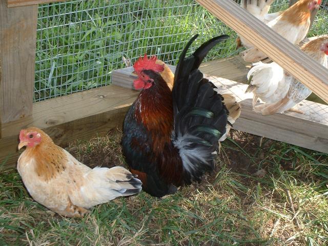 221_serama_hens_roo_6-09_002.jpg