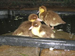 22200_duckhuddle.jpg