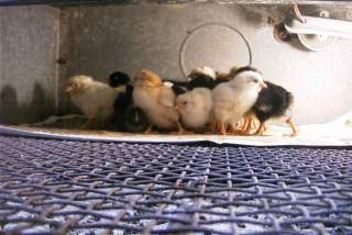 22208_chicks02.jpg