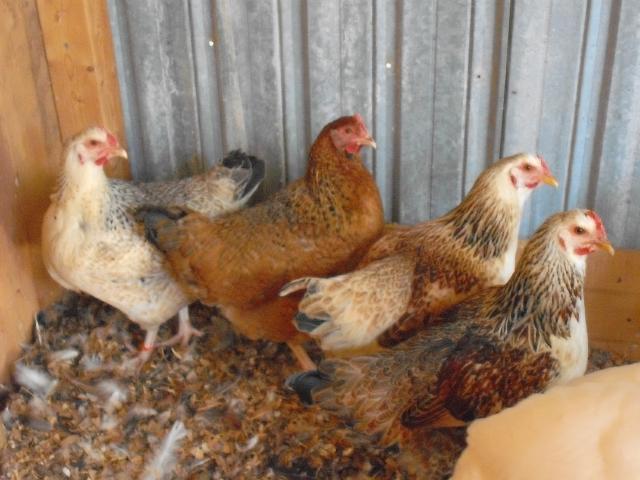 22249_4_pullets.jpg