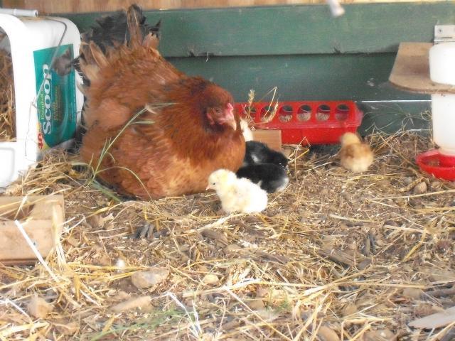 22249_broody_with_chicks.jpg