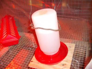 22249_chick_waterer.jpg