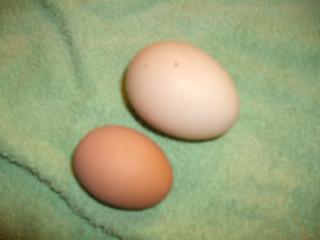 22249_pullet_egg.jpg