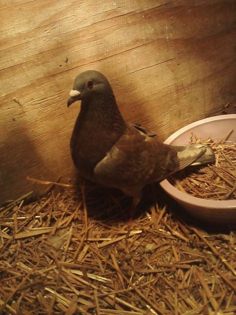 22254_pigeonr.jpg