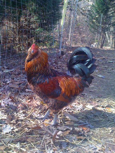 22276_birth_of_chickens_006.jpg