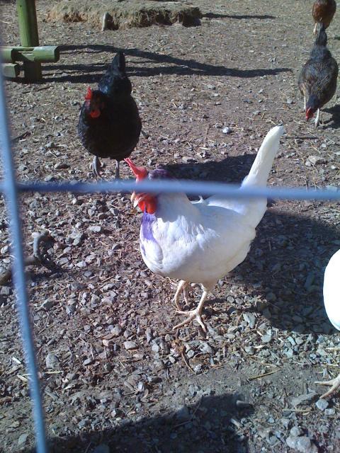 22276_birth_of_chickens_008.jpg