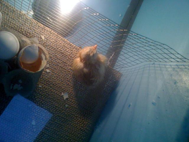 22276_birth_of_chickens_013.jpg