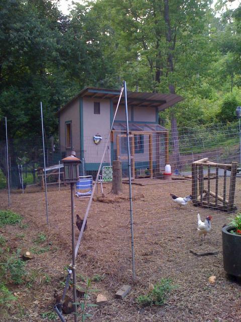 22276_chicken_and_coop_002.jpg