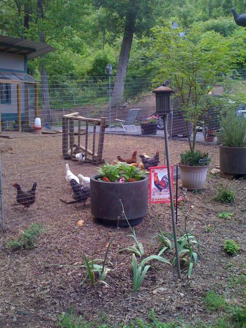 22276_chicken_and_coop_003.jpg