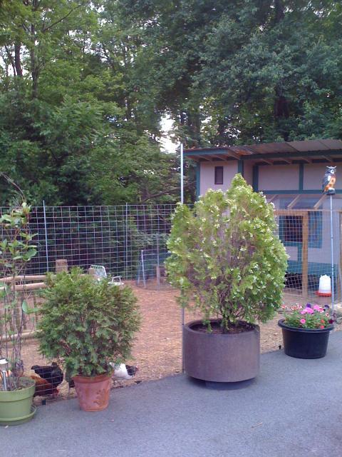 22276_chicken_and_coop_015.jpg