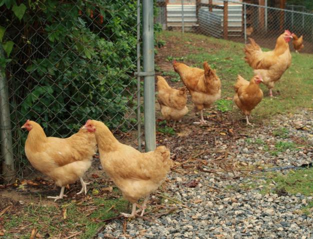 22283_chickens_009.jpg