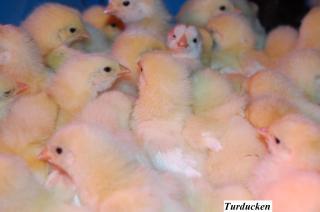 22319_baby_chicks1.jpg