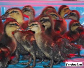 22319_baby_ducks1.jpg