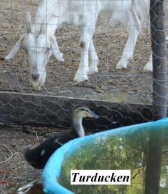 22319_duck_and_goat.jpg