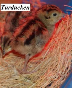 22319_pheasant_baby2.jpg