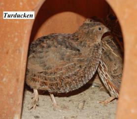 22319_quail25.jpg