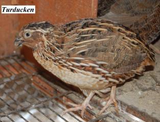 22319_quail3.jpg