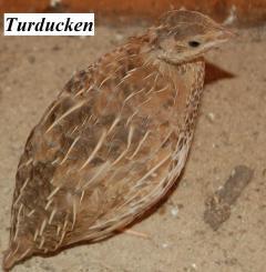 22319_quail4.jpg