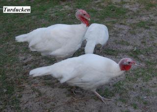 22319_turkeys1.jpg