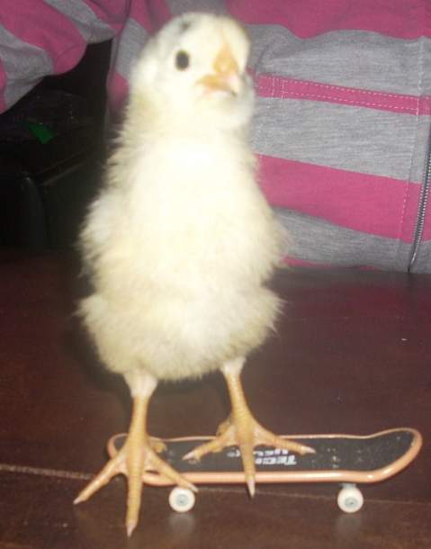 22334_skateboarding_chicken_2.jpg