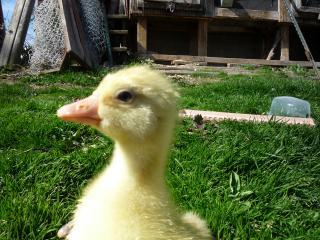 22352_close_up.jpg
