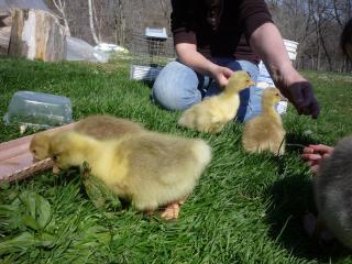 22352_good_of_geese.jpg