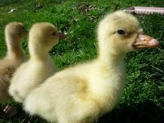 22352_sebs_close.jpg