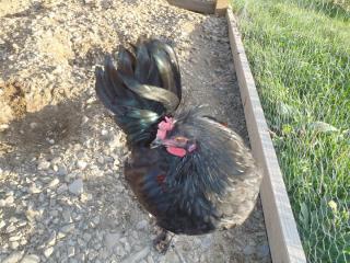 22356_rooster.jpg