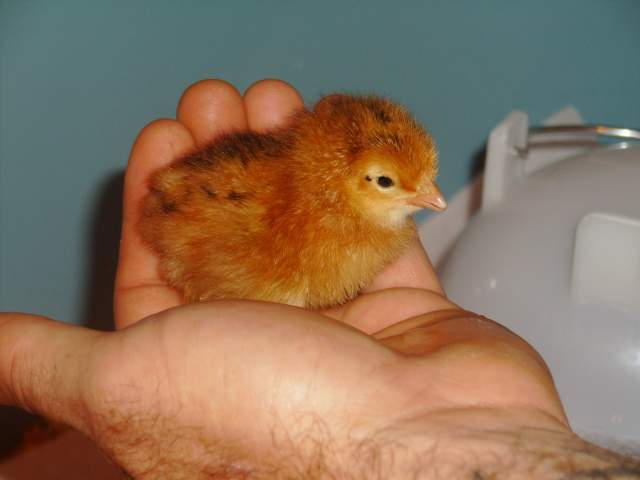 22406_chickens_047.jpg