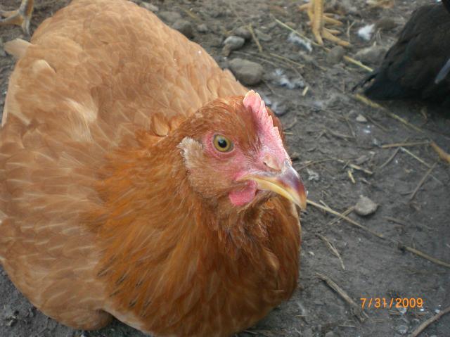 22412_cimg0110.jpg