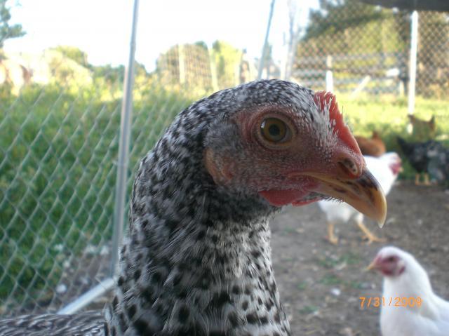 22412_cimg0122.jpg