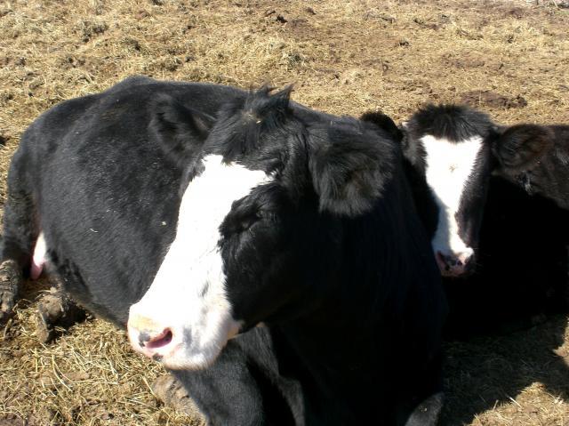 22412_cimg0256.jpg