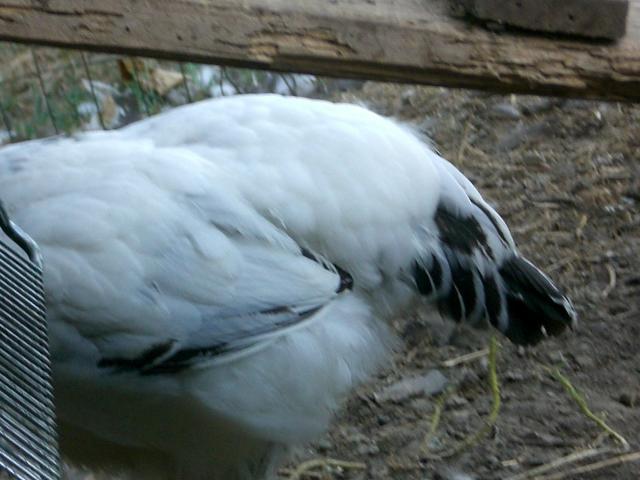 22412_cimg0696.jpg