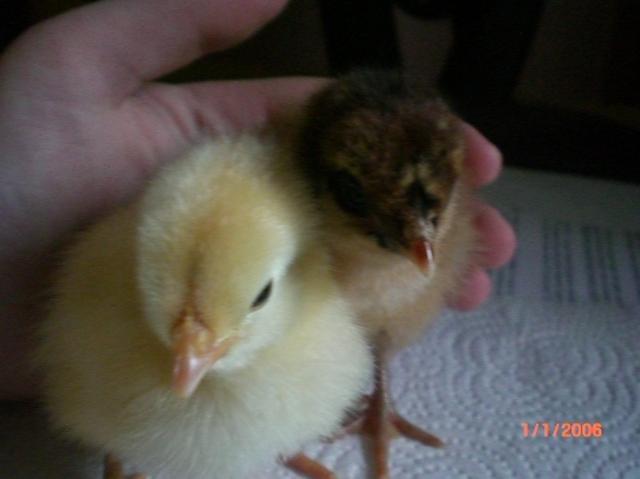 22412_cimg2132.jpg