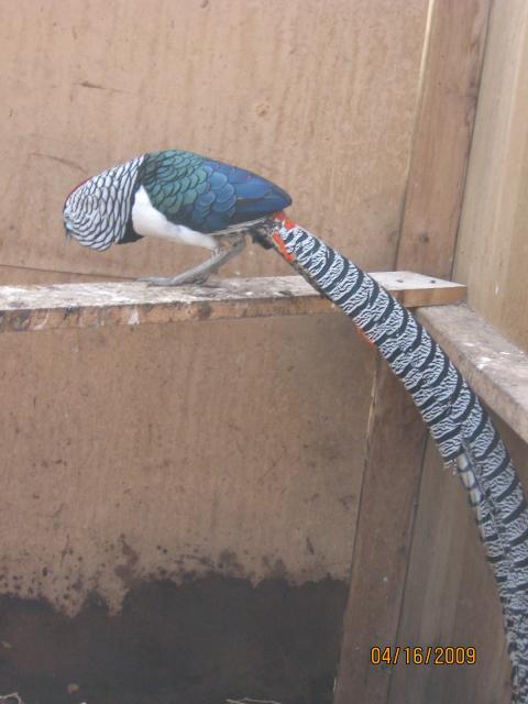 22459_birds_015.jpg