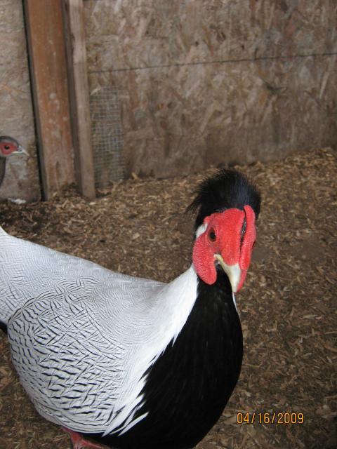 22459_birds_020.jpg