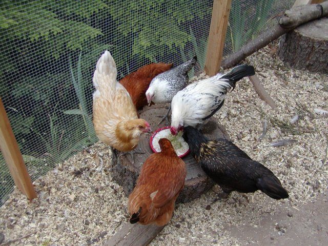 2245_026.jpg